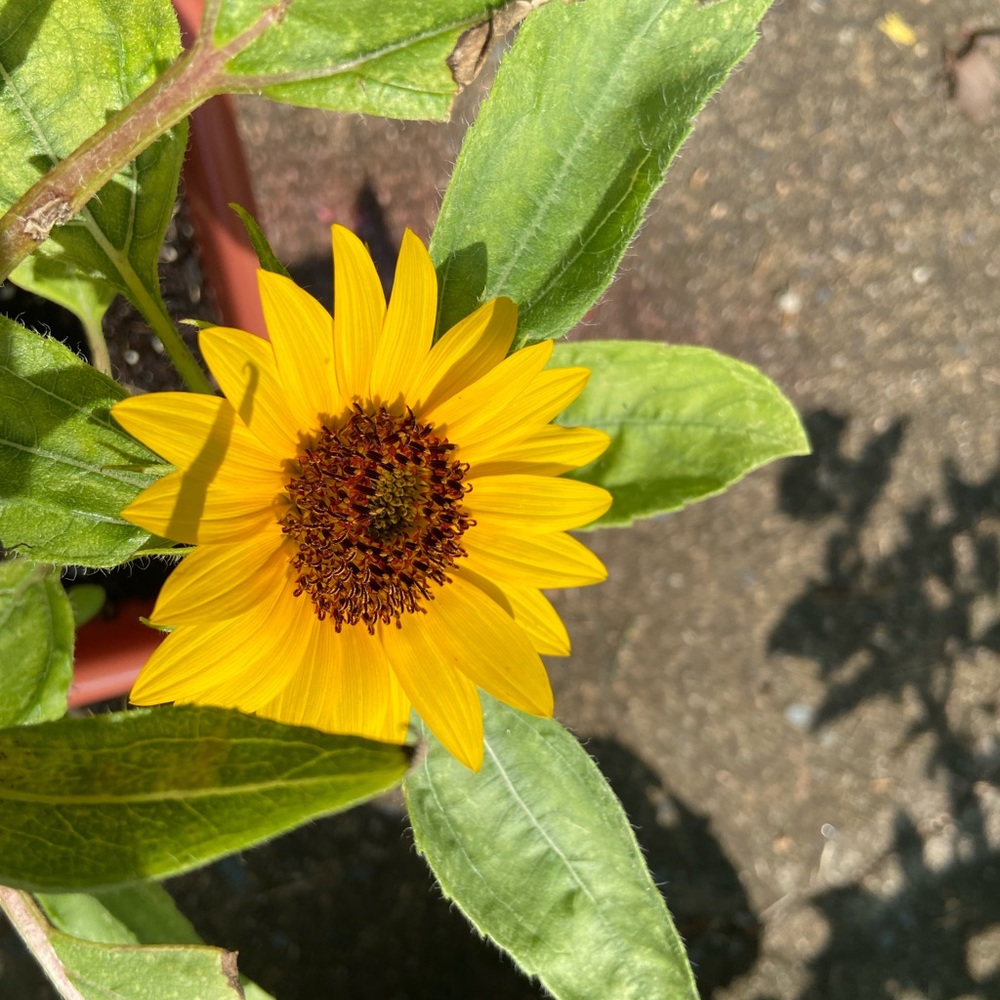 Meet your Posher, Chelsea